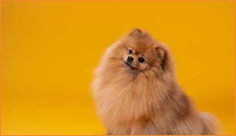 dogdog Статистика видео